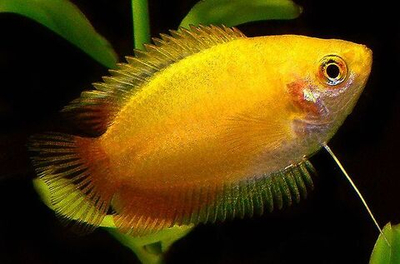 Гурами Медовый Золотой