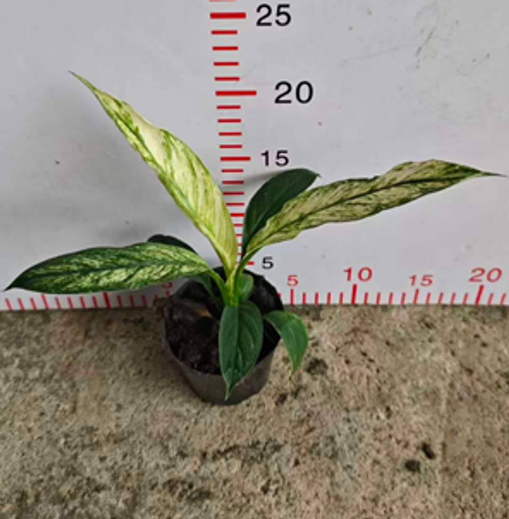 Спатифиллум Variegata д. 9