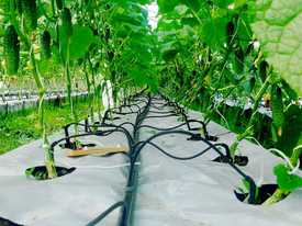 Как собрать систему точечного полива самостоятельно.