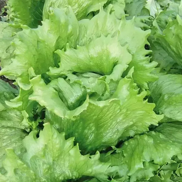 Выращивание салата - это простой и увлекательный процесс