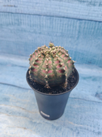 Gymnocalycium T-Rex Pink hybrid (Гимнокалициум T-rex)