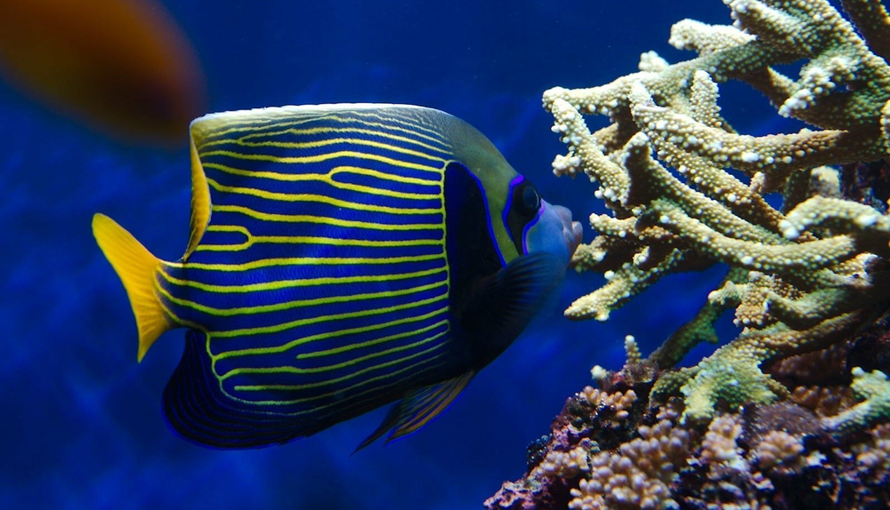 Ангел Императорский, (Pomacanthus imperator)