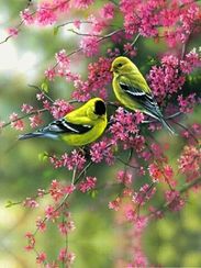 Алмазная вышивка \ Diamond painting DW255