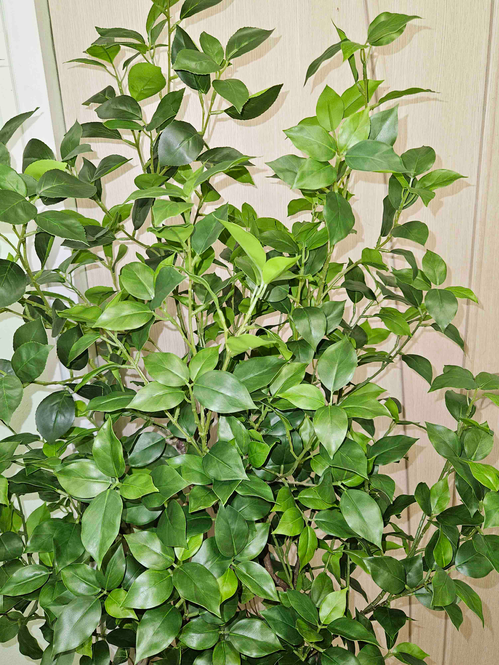 Бересклет с марантой в высоком белом кашпо