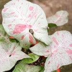 Сингониум (08) MILK CONFETTI