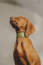 Ошейник "Пони-Селедка" Зеленый