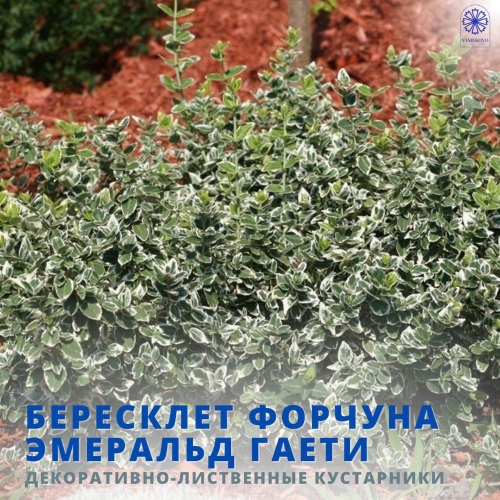 Бересклет Форчуна Эмеральд Гаети