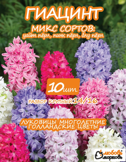 Луковицы цветов Гиацинт микс сорта, 10 шт