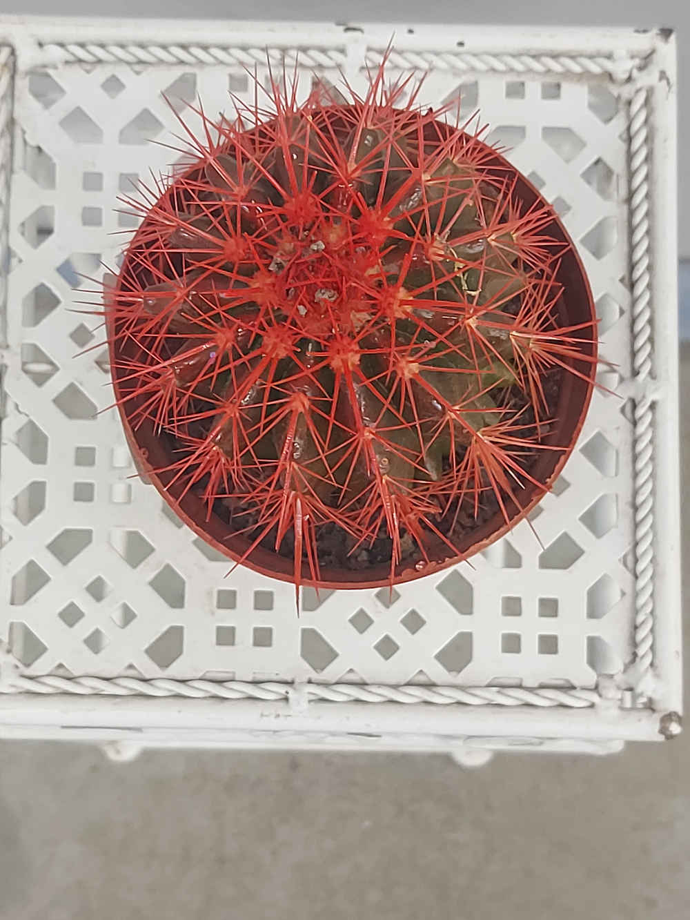 Эхинокактус Грузони 12/12