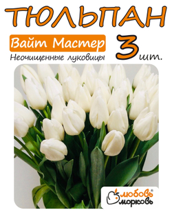 Тюльпан Луковица Вайт Мастер 3+ шт