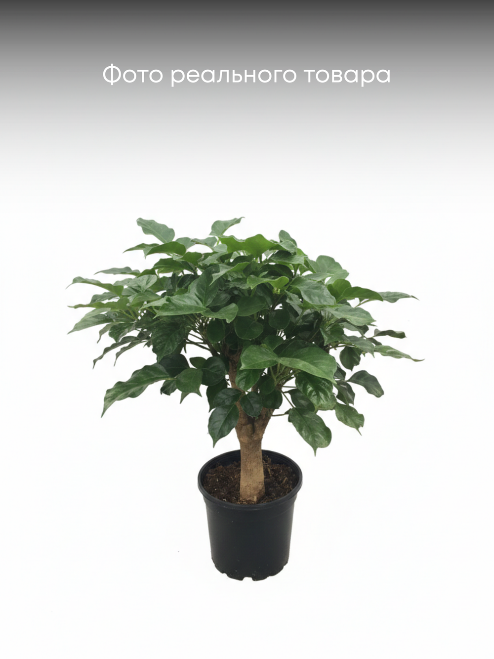 Радермахера Green Treasure д.12