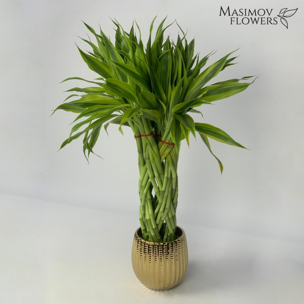 Композиция бамбук счастья "Анатолий"