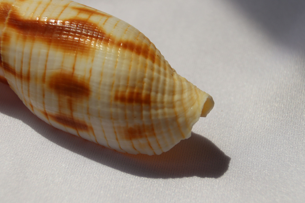 Митра еремитарум (Nebularia eremitarum)