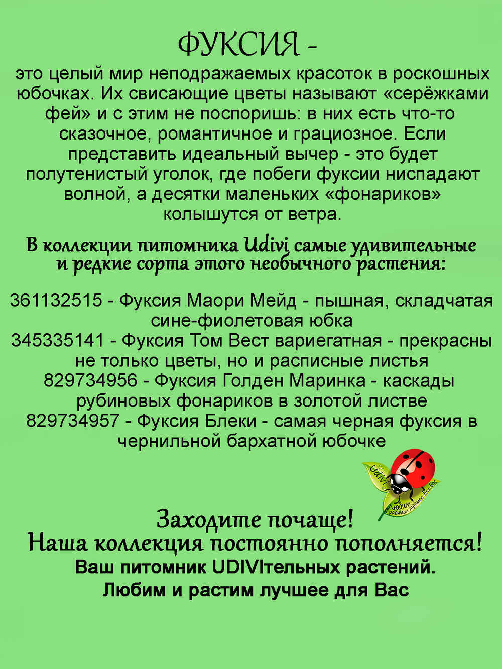 Фуксия Блеки черная