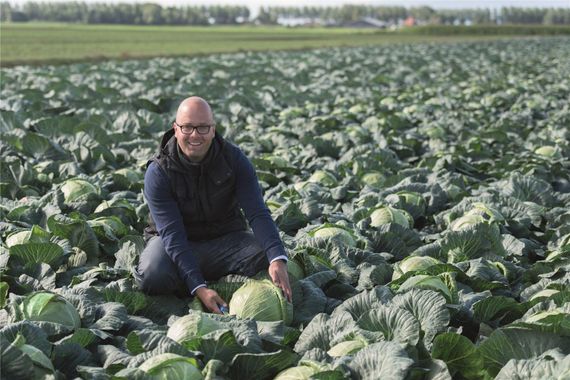 КРАУТМАН_F1_семена_капусты_белокочанной_Bejo_оисание