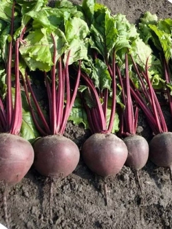 Семена сладкой свеклы Пабло F1 из Голландии