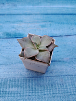 Echeveria Madiba (Эхеверия)