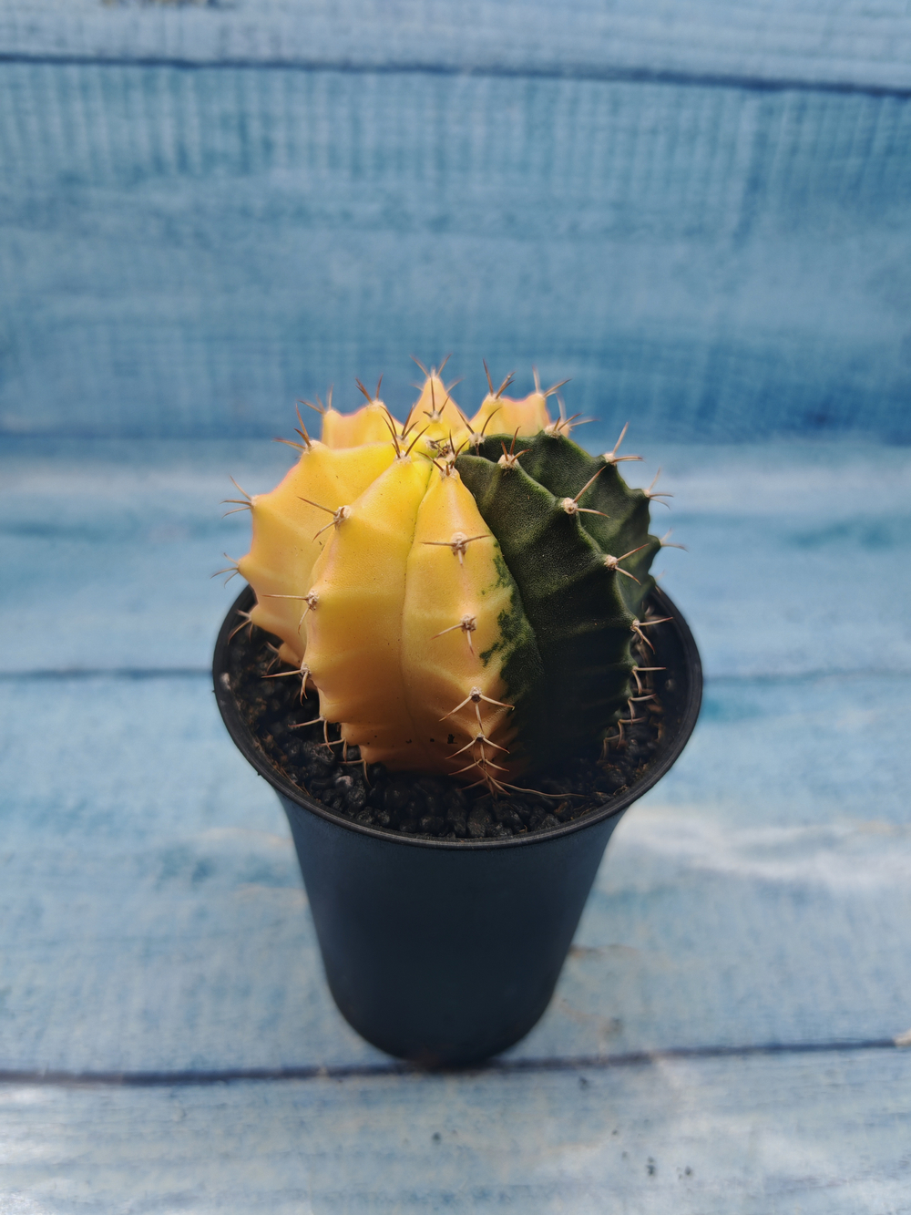 Gymnocalycium Variegata (Гимнокалициум Вариегатный)