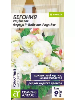 Семена Бегония Фортун F1 Вайт виз Роуз