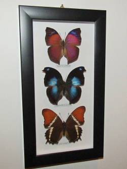 Бабочки Нимфалиды в рамке