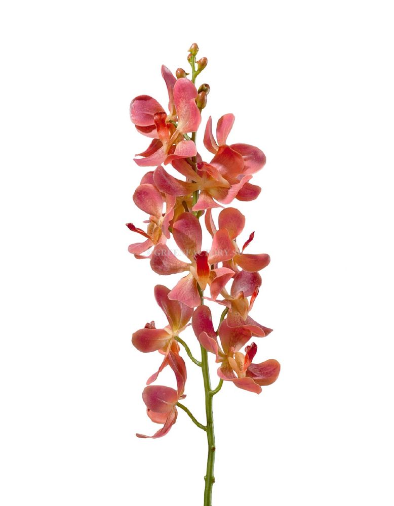 Орхидея Дендробиум кораллово-розовая