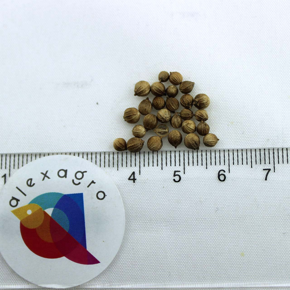 Санто семена кориандра (Sakata / ALEXAGRO) семена