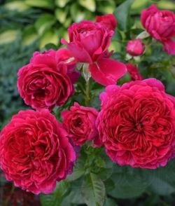 Роза Соул С7 Закупка М57 июнь 2026