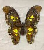 Бабочка-павлиноглазка