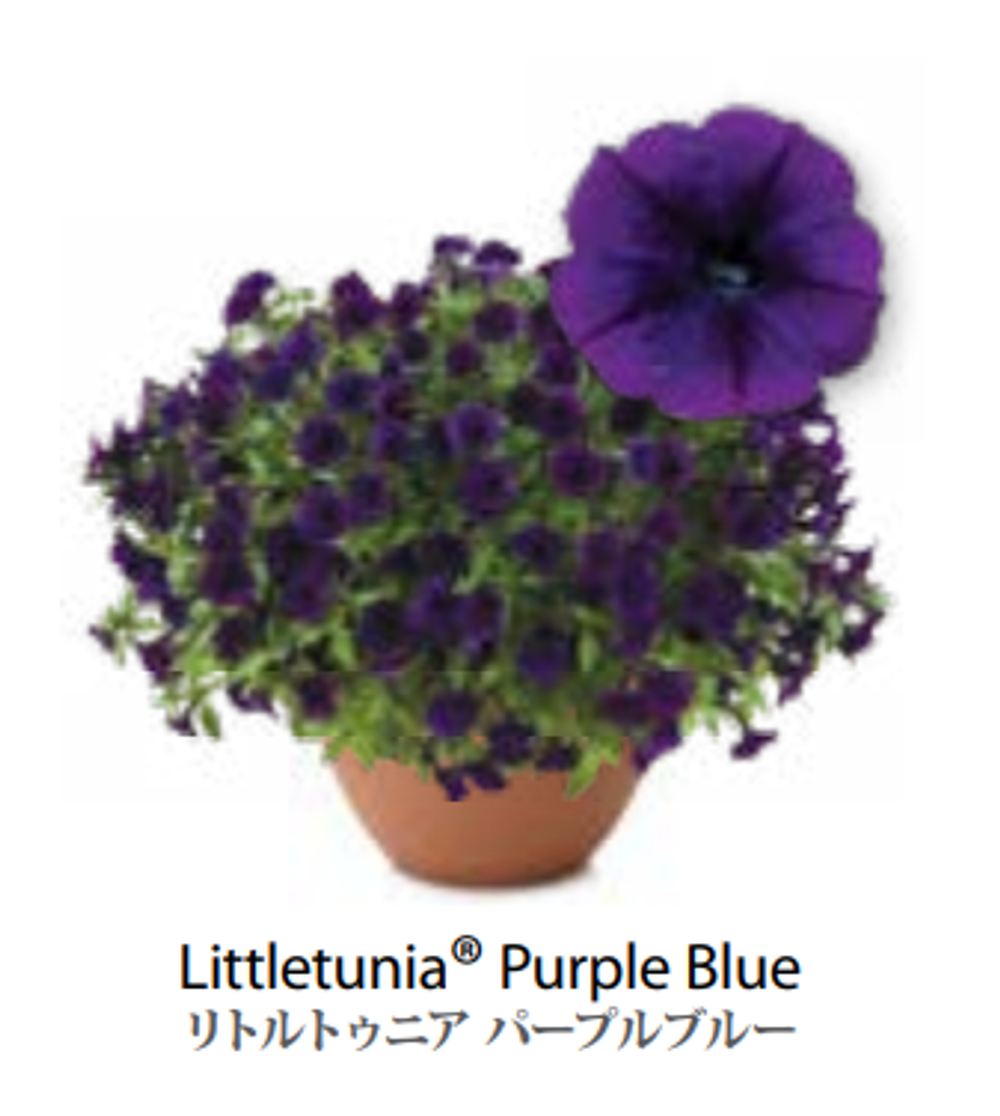 ЕВРО Petunia Littletunia Purple Blue укорененный черенок середина декабря 25