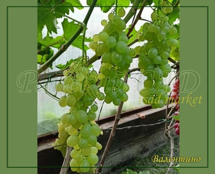 Виноград кишмиш Валентино