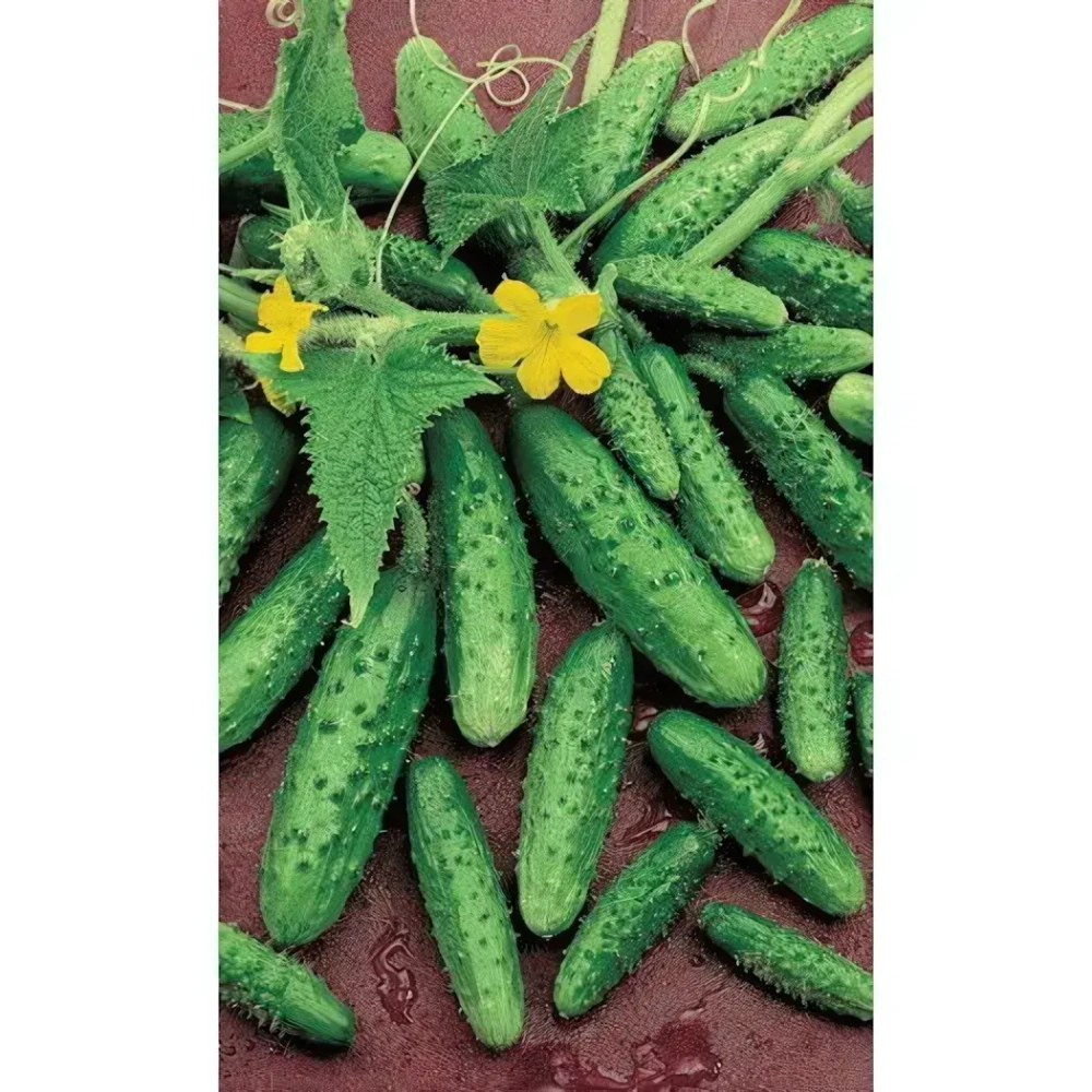 Семена Огурец Водолей (Марс) Б/П