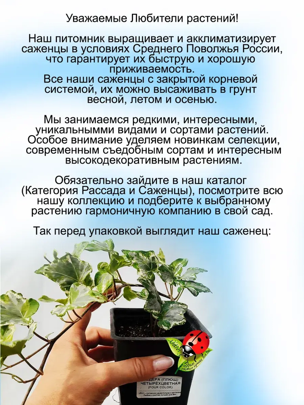 Хедера Четырёхцветная плющ