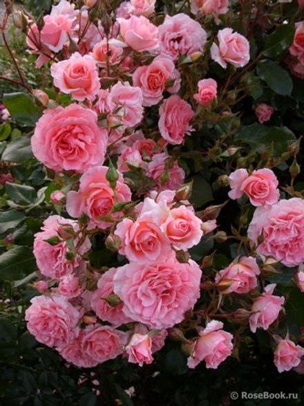 Дреам Уивер (Dream Weaver)