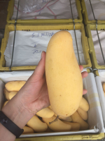 МАНГО- сорт "КЕЙТ" (ЕГИПЕТ)