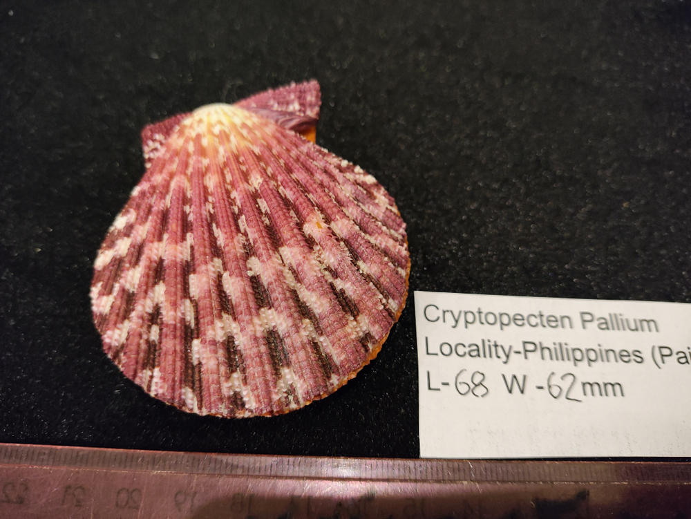 Криптопектен паллиум 40мм-75мм