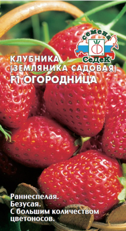 Клубника Огородница F1 (земляника садовая)