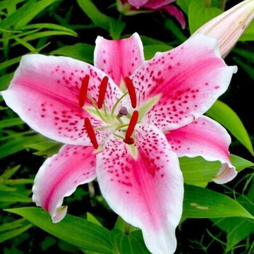 Лилия Кристал Стар