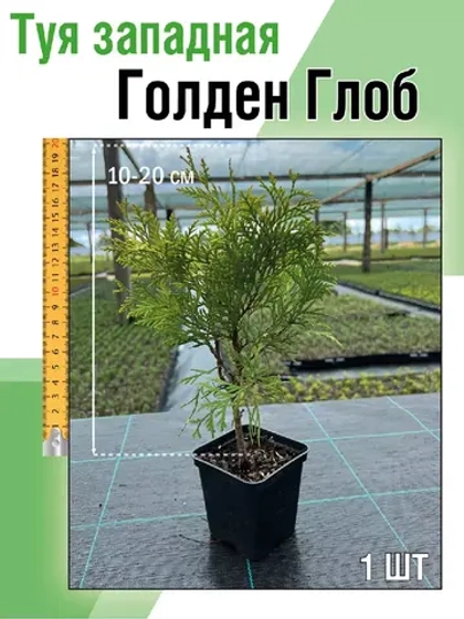 Туя саженец западная Голден Глоб хвойные