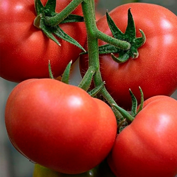 МАМСТОН F1 семена томата купить – фото 6