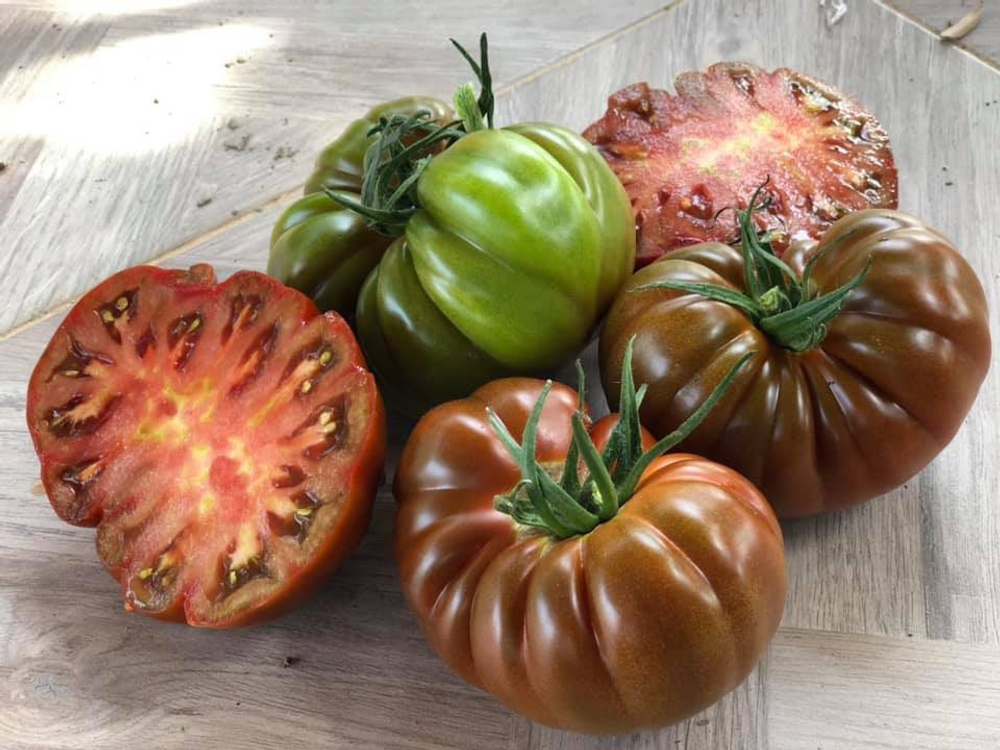 Браун Кой F1 семена томата индетерминантного ( Yuksel Tohum / )