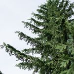 уличная елка ствольная, полностью литая хвоя