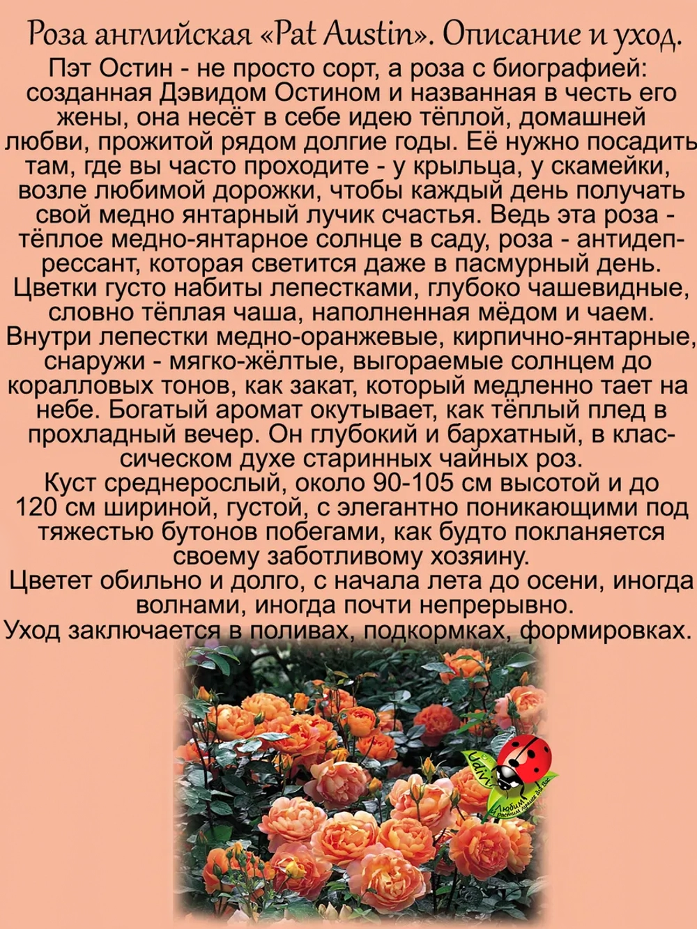 Роза Пэт Остин английская