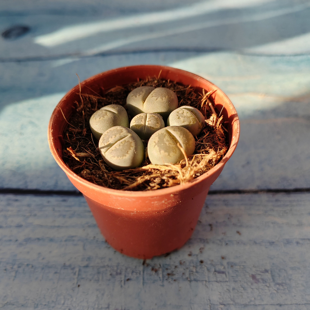 Lithops sp. (Литопсы)
