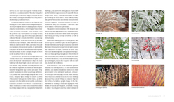 Plants for the Winter Garden