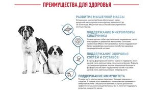 Корм для щенков очень крупных размеров с 8 месяцев, Royal Canin Giant Junior