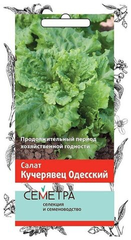 Салат Кучерявец Одесский Поиск