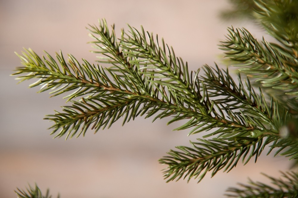 Ель 120см Black Box Датская зеленая