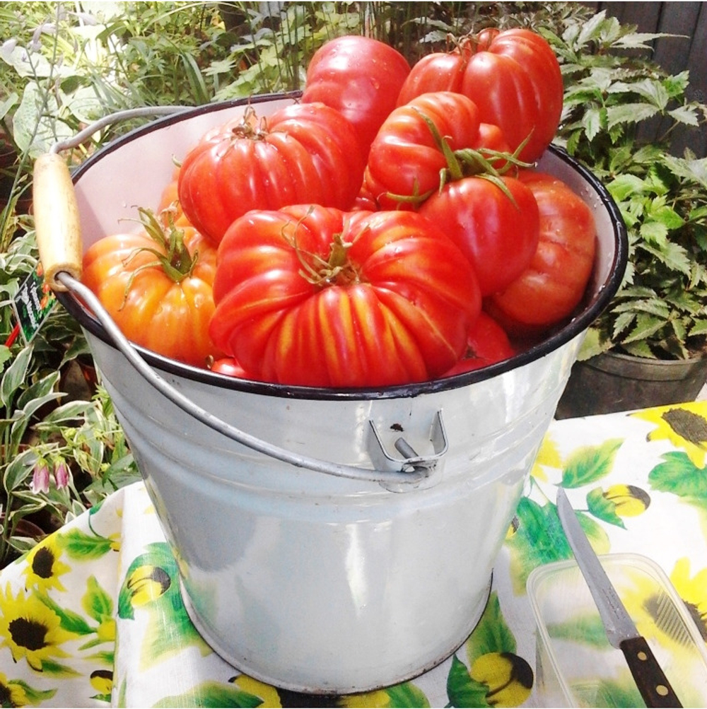 Помидоры Pink Аccordion