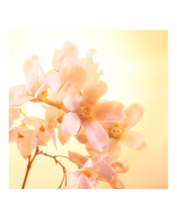 Joyphoria 10 мл Charlotte Tilbury Парфюмерная вода