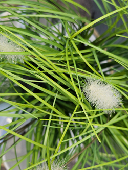 Искусственная Трава Сноп с белыми пушистиками 35см